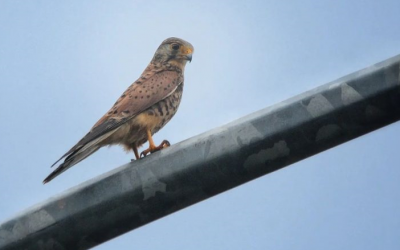 Alap-alap Sulawesi (Accipiter griseiceps)