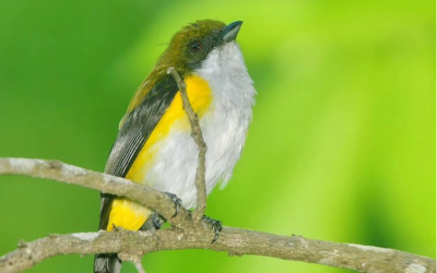 Burung Cabai Panggul Kuning (Dicaeum aureolimbatum)