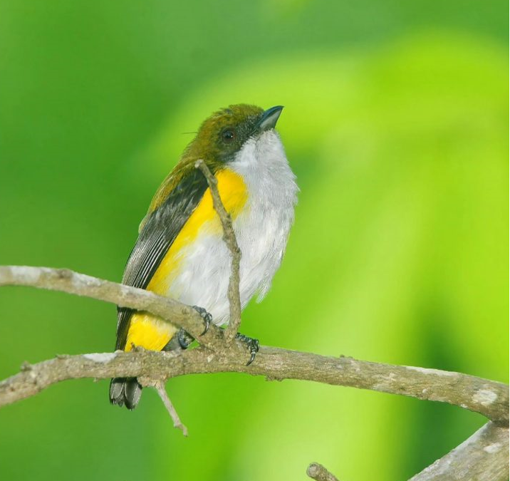 Burung Cabai Panggul Kuning (Dicaeum aureolimbatum)