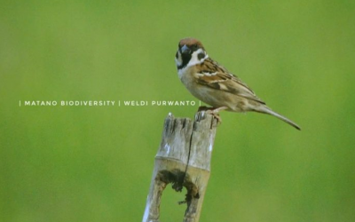 Burung Gereja Erasia (Passer montanus)