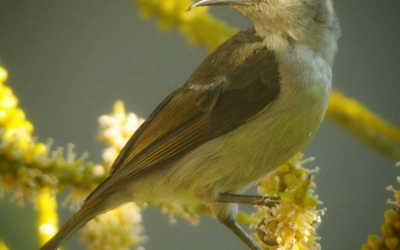Burung-madu Kelapa (Anthreptes malacensis)