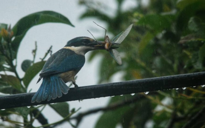 Cekakak Suci (Todiramphus sanctus)