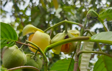 Dengen Buah Kecil (Dillenia celabica)