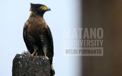 Elang-Ular Sulawesi (Spilornis rufipectus)