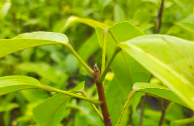 Hantap (Sterculia oblongata R.B)