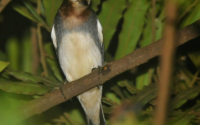 Jalak Filipina (Agropsar philippensis)