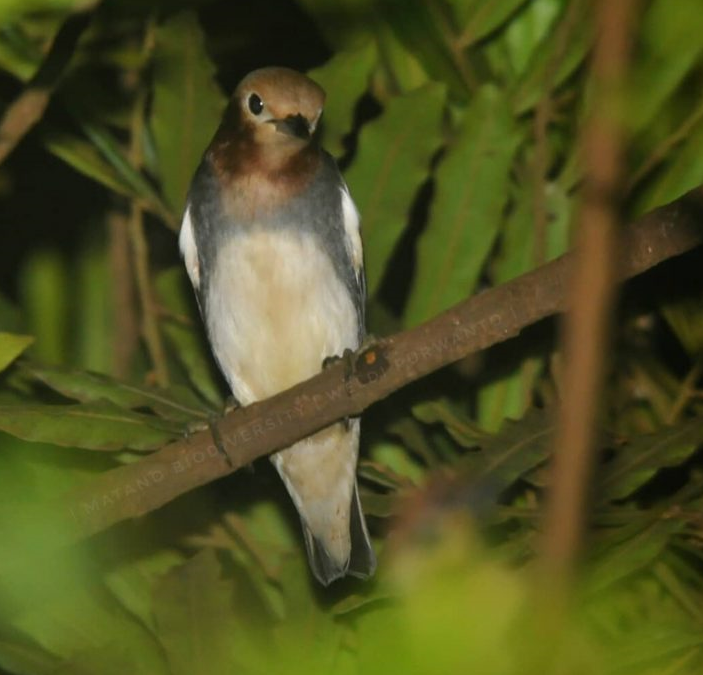 Jalak Filipina (Agropsar philippensis)