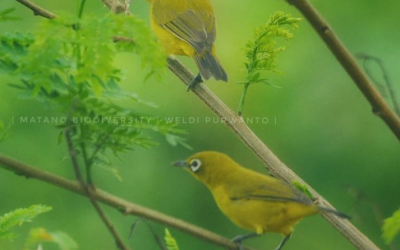 Kacamata Laut (Zosterops chloris)