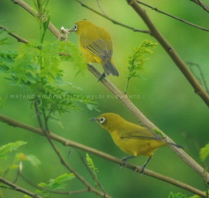 Kacamata Laut (Zosterops chloris)