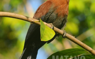 Kadalan Sulawesi (Phaenicophaeus calyorhynchus)