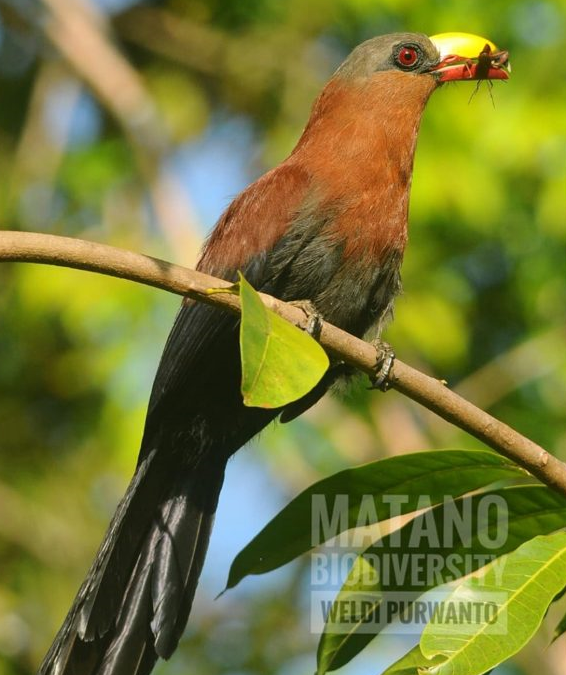 Kadalan Sulawesi (Phaenicophaeus calyorhynchus)