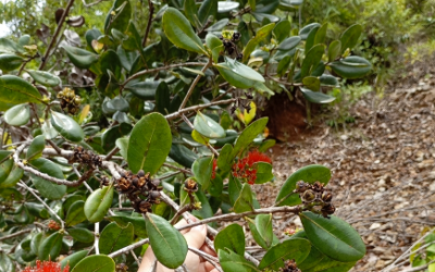 Kaloju Merah (Xanthostemon confertiflorus)