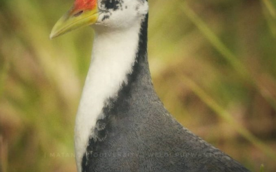 Kareo Padi (Amaurornis phoenicurus)
