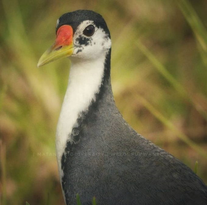 Kareo Padi (Amaurornis phoenicurus)