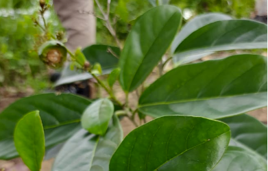 Kayu Puteh (Teijsmanniodendron spp.)