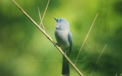 Kehicap Sulawesi (Hypothymis puella)