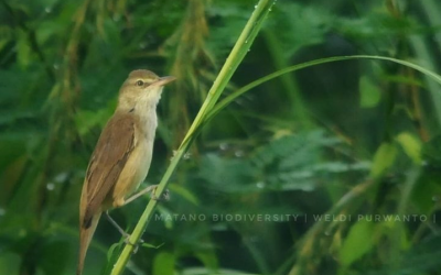 Kerakbasi Ramai (Acrocephalus stentoreus)