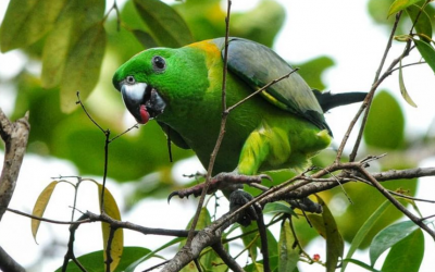 Kring-kring Bukit (Prioniturus platurus)