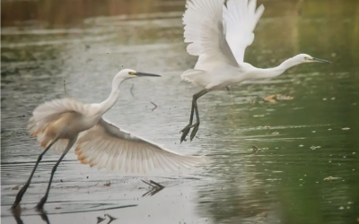 Kuntul Besar (Ardea alba)