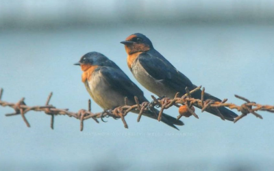 Layang-layang Batu (Amaurornis phoenicurus)