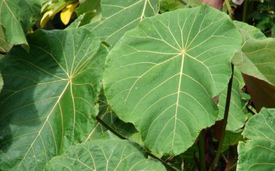 Mahang (Macaranga spp)