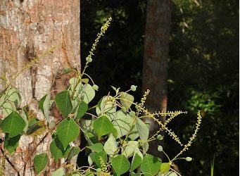 Malotus (Homalanthus populneus)