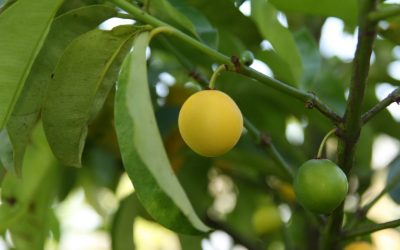 Mandula (Garcinia celebica)