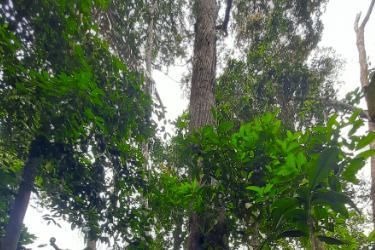 Mata Kucing (Hopea celebica)