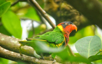 Perkici Dora (Trichoglossus ornatus)