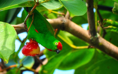 Serindit Sulawesi (Loriculus stigmatus)