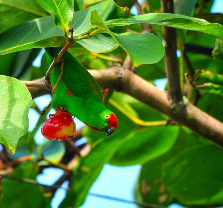 Serindit Sulawesi (Loriculus stigmatus)