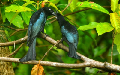 Srigunting Jambul-rambut (Dicrurus hottentottus)