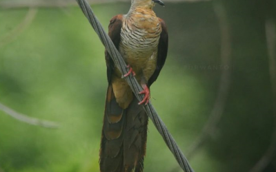 Uncal Sulawesi (Macropygia albicapilla)