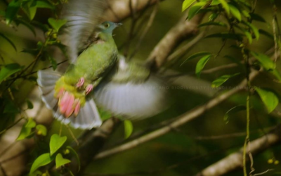 Walik Kembang (Ptilinopus melanospilus)
