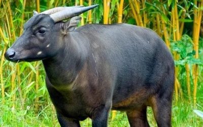 Anoa (Bubalus quarlesi)