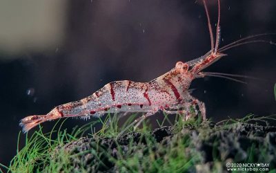Caridina holthuisi von Rintelen & Cai, Endemik Udang Danau Matano