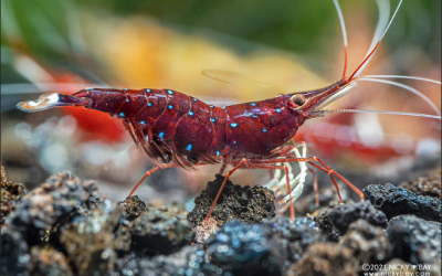 Endemik Udang Danau Matano Caridina dennerlivon Rintelen & Cai
