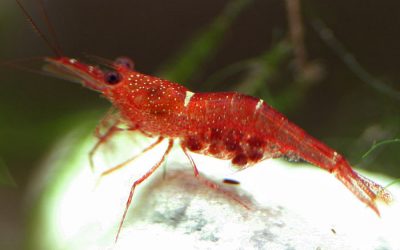 Endemik Udang Danau Matano (Caridinia loehae woltereck)