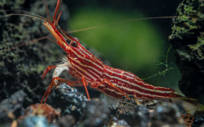 Endemik Udang Danau Mahalona Caridina striata von Rintelen & Cai