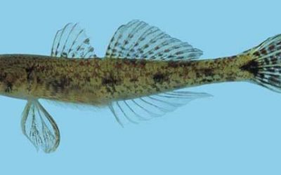 Ikan Butini (Glossogobius matanensis)