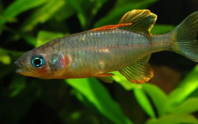 Ikan Opudi (Telmatherina celebensis)