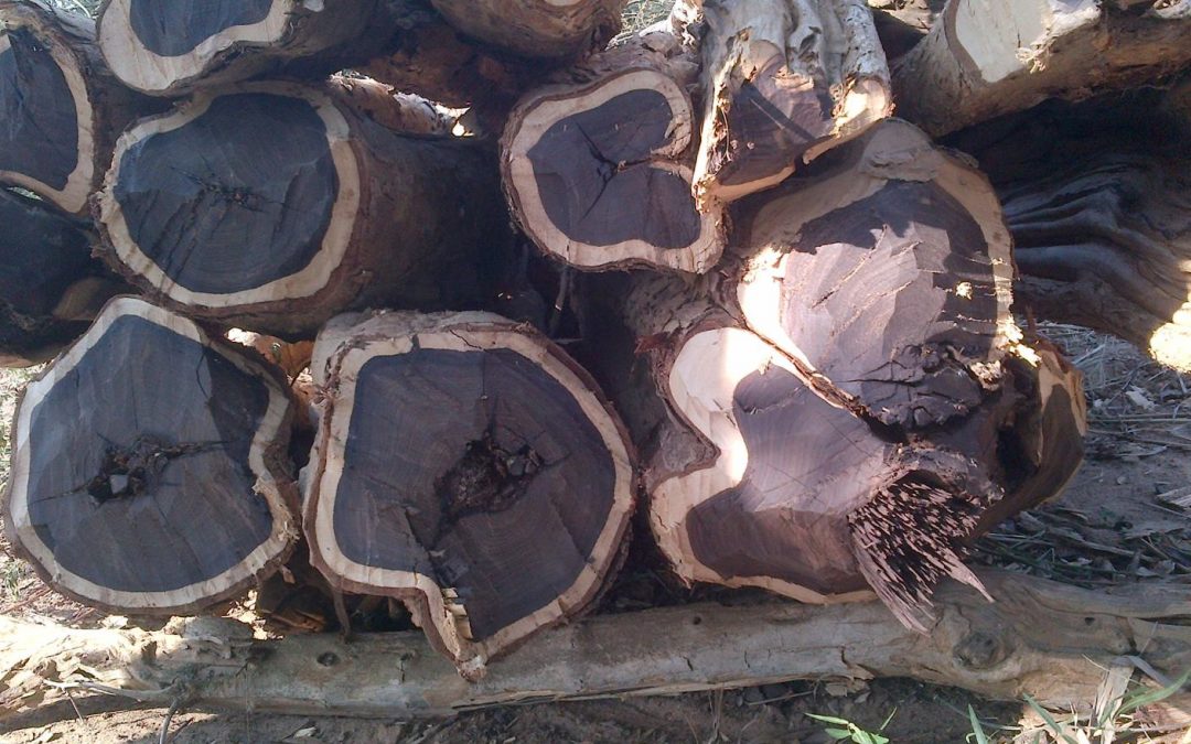 Kayu Hitam / Eboni (Diospyros celebica)