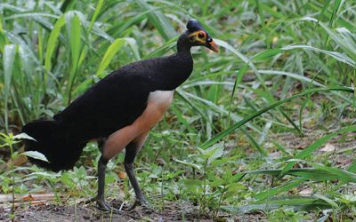 Burung Maleo (Macrocephalonmaleo)