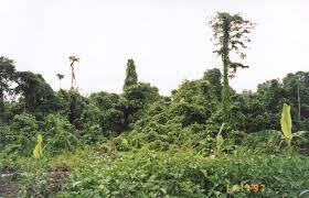 Sacred places in Ussu and Cerekang