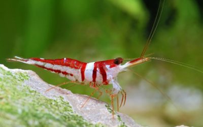 Endemik Udang Towuti