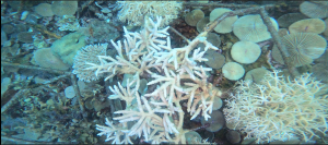 TERUMBU KARANG BAWAH LAUT PULAU BULU POLO'E